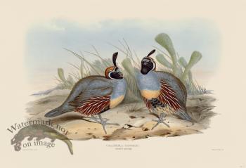 17 Gambel's partridge
